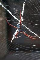 st. andrew's cross spider, région de kimberley, australie occidentale