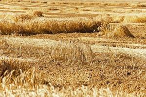 détruit l'élément du blé photo