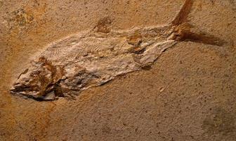fossiles de poissons anciens dans la roche