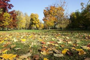 forêt d'automne. parc photo