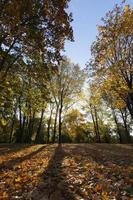 arbres en automne, gros plan photo