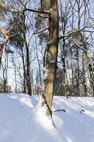 arbres poussant dans le parc recouvert de neige et de glace