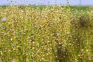 champ agricole avec des plants de lin photo