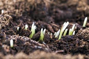 jeune herbe verte germée photo