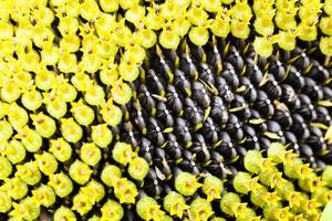 graines de tournesol fleur photo