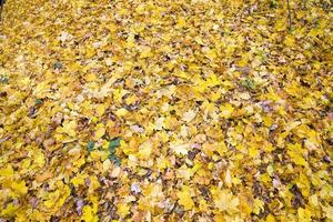 feuillage jauni des arbres photo