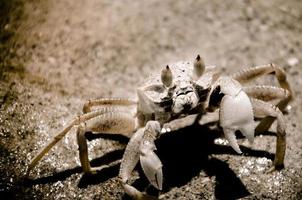 Gros plan du crabe creusant un trou dans le sable