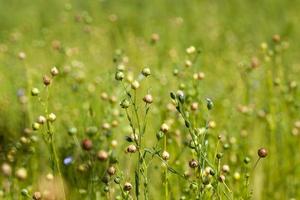 champ agricole avec des plants de lin photo