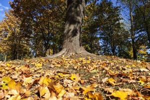 saison d'automne, gros plan photo