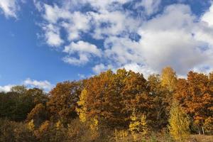 feuilles en automne photo