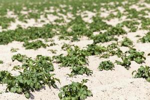 agriculture, champ de pommes de terre photo