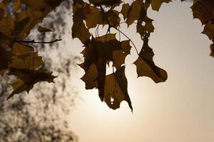 feuillage d'automne, gros plan photo