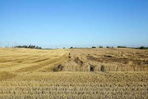 champ de récolte de céréales photo