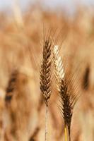 céréales mûres, gros plan photo