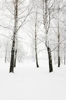 arbres en hiver photo