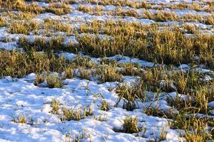 saison d'hiver, la neige photo