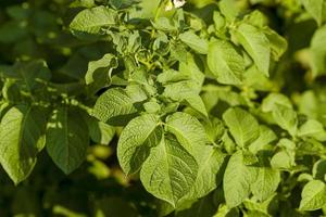 feuilles de pomme de terre se bouchent photo