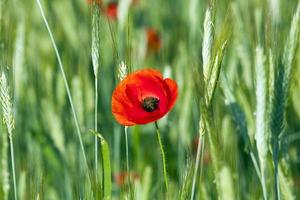 coquelicot dans le champ photo