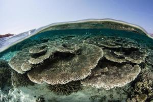 beau récif de corail en indonésie photo