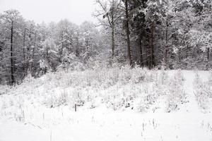 arbres d'hiver se bouchent photo