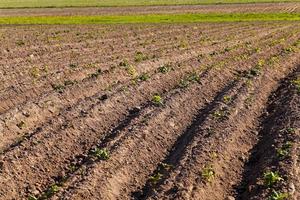 champ de pommes de terre gros plan photo