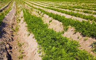 champ de carottes en gros plan photo