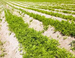 champ de carottes en gros plan photo