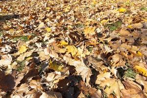 les feuilles d'érable tombées photo