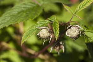 framboise verte, gros plan photo