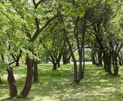 arbres verts, gros plan photo