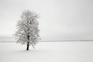 plantes pendant la saison froide d'hiver photo