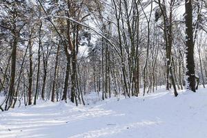 arbres couverts de neige en hiver photo