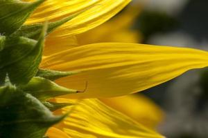 tournesols pendant la floraison par temps ensoleillé photo