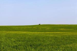 herbe verte dans un champ agricole en été, agriculture photo