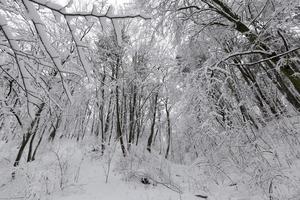 un parc avec différents arbres en hiver photo