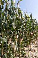 un champ agricole où le maïs est récolté pour nourrir photo
