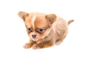 Chiot chihuahua sur fond blanc photo