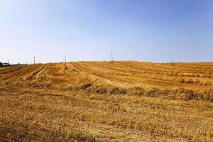 céréales pendant la récolte photo