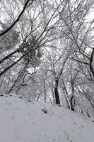 différentes races d'arbres à feuilles caduques sans feuillage photo