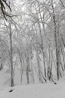 arbres à feuilles caduques en hiver, temps d'hiver froid et glacial photo