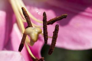 fleurs au printemps photo