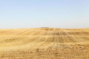 champ agricole, céréales photo