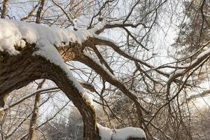 arbres à feuilles caduques recouverts de neige photo