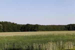 un champ agricole où l'on cultive du blé photo