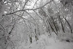 parc d'hiver avec des arbres sans feuillage photo