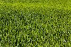 herbe verte dans un champ agricole photo