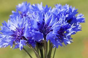 bouquet de bleuet de fleurs sauvages recueillies photo