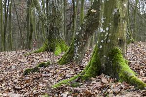 forêt d'érables en automne photo