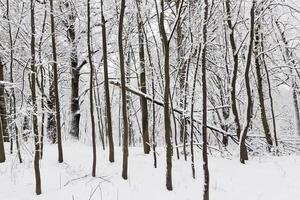 un parc avec différents arbres en hiver photo