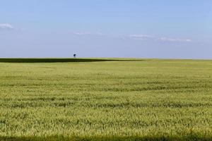un champ agricole où l'on cultive du blé photo